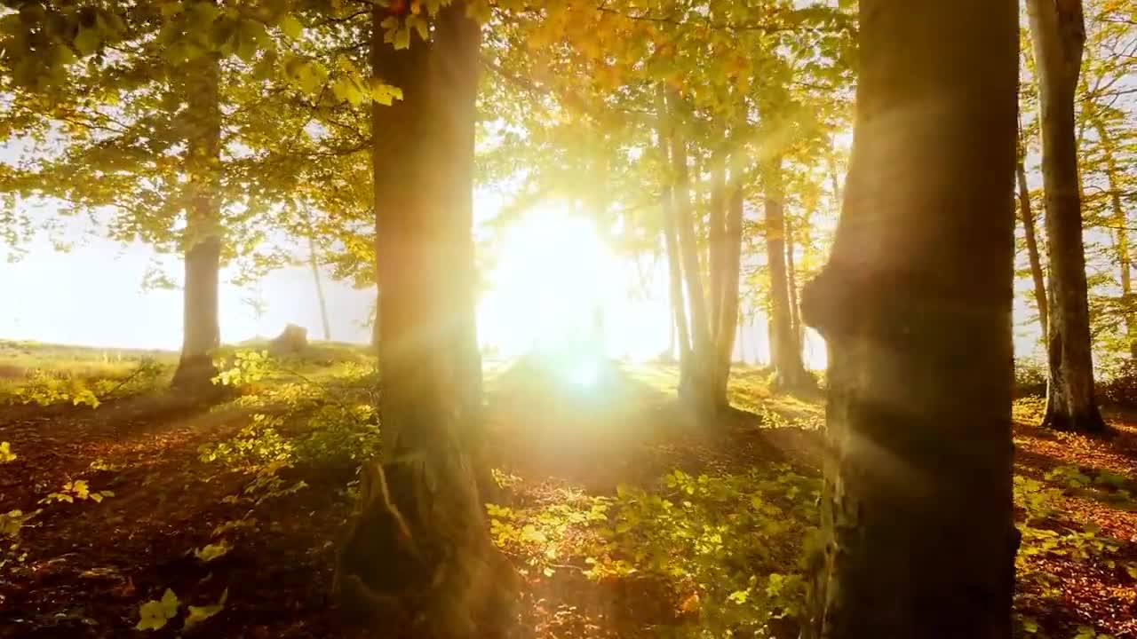 Enchanting Autumn Forests with Beautiful Piano Music