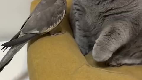 Funny Animal Videos Try Not To Laugh Funniest Cats And Dogs Videos - Part 19 #shorts 