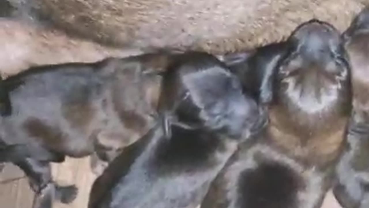 Newborn cubs drink milk from their mother.🐶❤️🤗