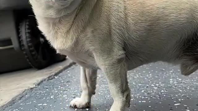 I edited my dog like he's a car