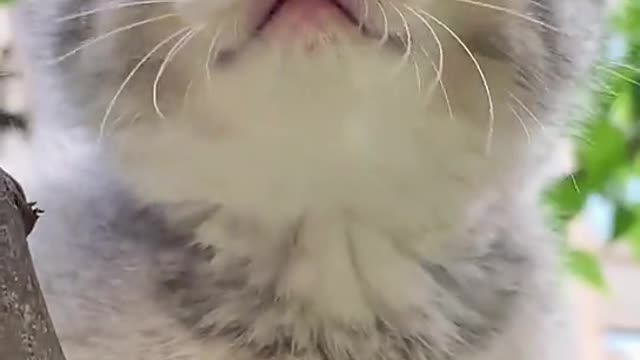 Cute kitten