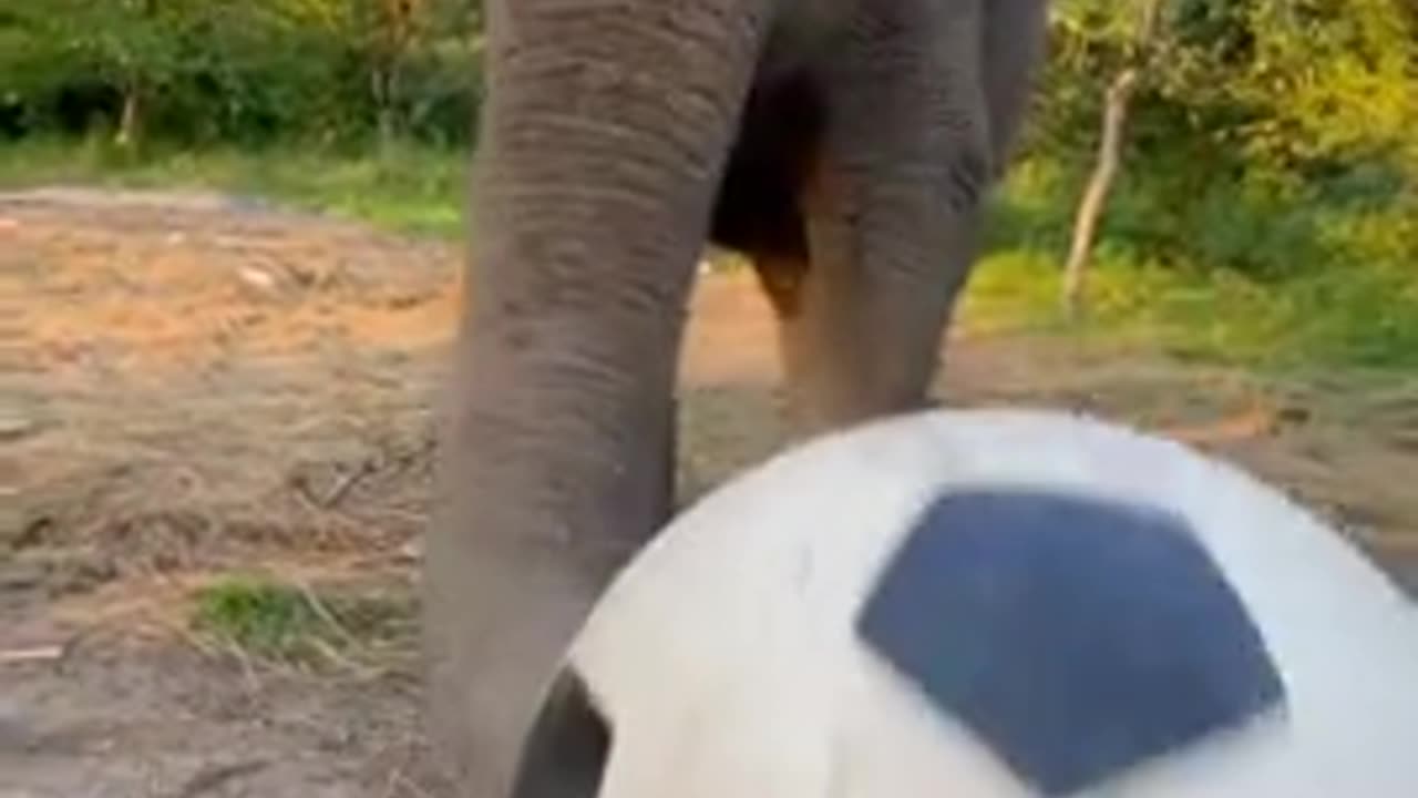 Elephant playing catch 😊😍👍