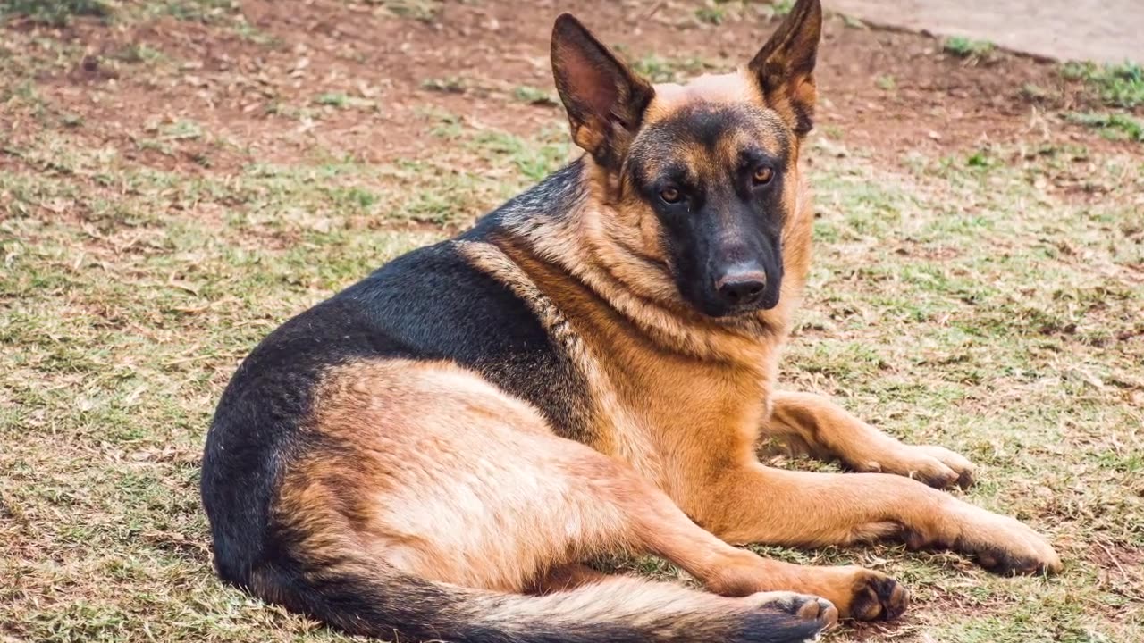 7 German Shepherd Training Secrets