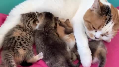 Cat mom care to keep kittens clean, but they want to fight for milk