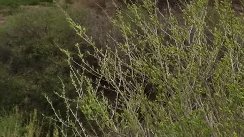 Military Helicopters at LVIA/ Matt Ahn Talk Show