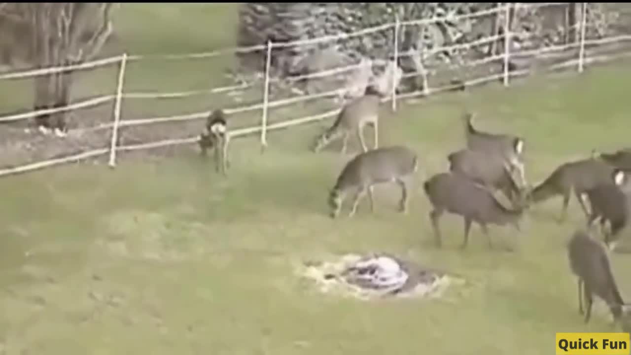 Animals Getting Shocked with Funny Sound Effects