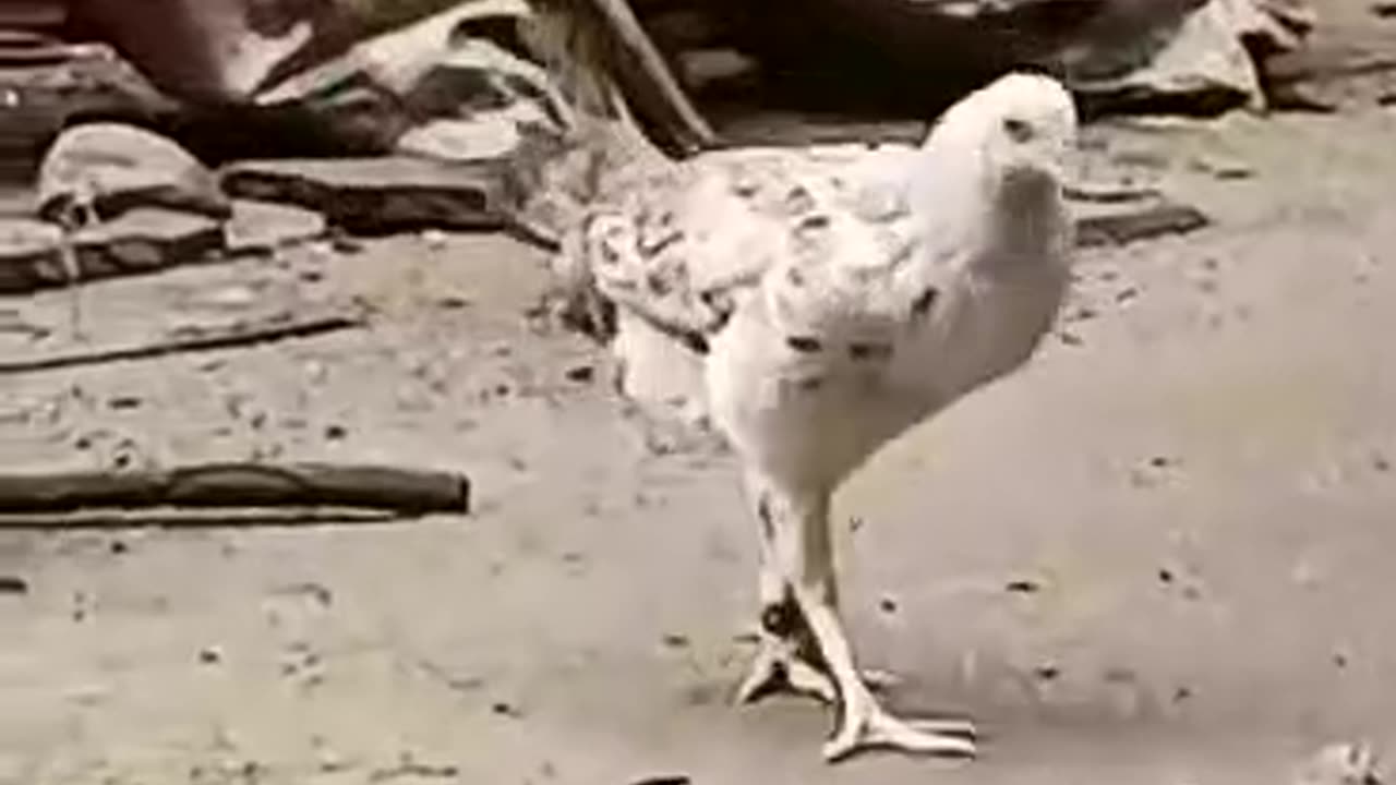 The Determined Chicken