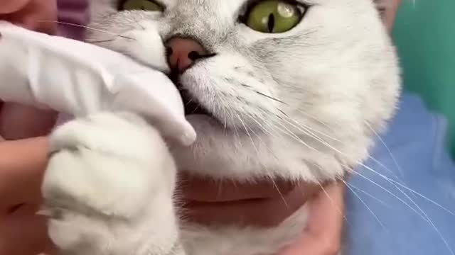 How to brush a cat's teeth🦷