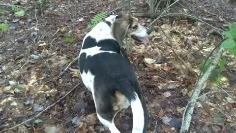 Bandit