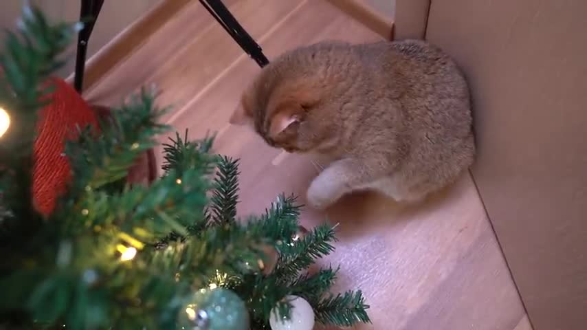 Decorating the Christmas tree!