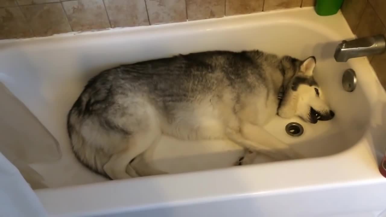 Husky throws hilarious temper tantrum