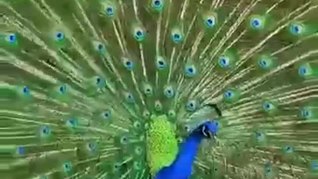 Beautiful Peacock is Dancing in Park.