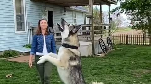 Funniest DOG Videos Ever!!