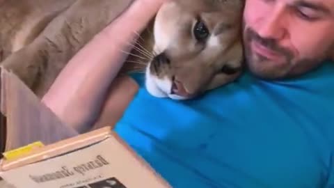 This cougar is snoring comfortably next to its owner