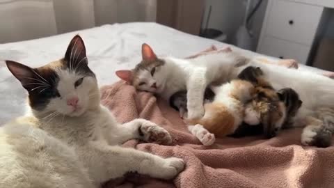 Baby Kittens receive the necessary love from Mom and Dad [Cuteness Overload]