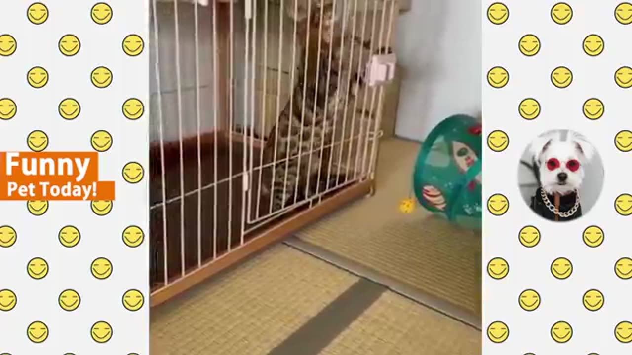 All time funniest animal video