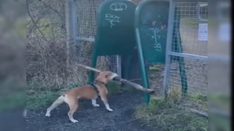 Funny, watch the dog try🦮 to insert the piece of wood