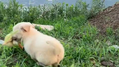 doggie