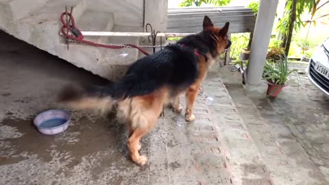 German Shepherd barking