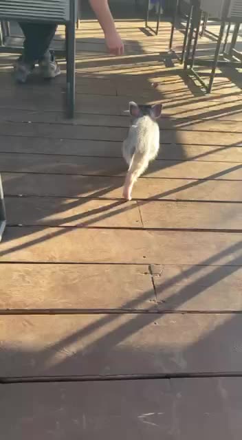 Little piglet visiting a patio