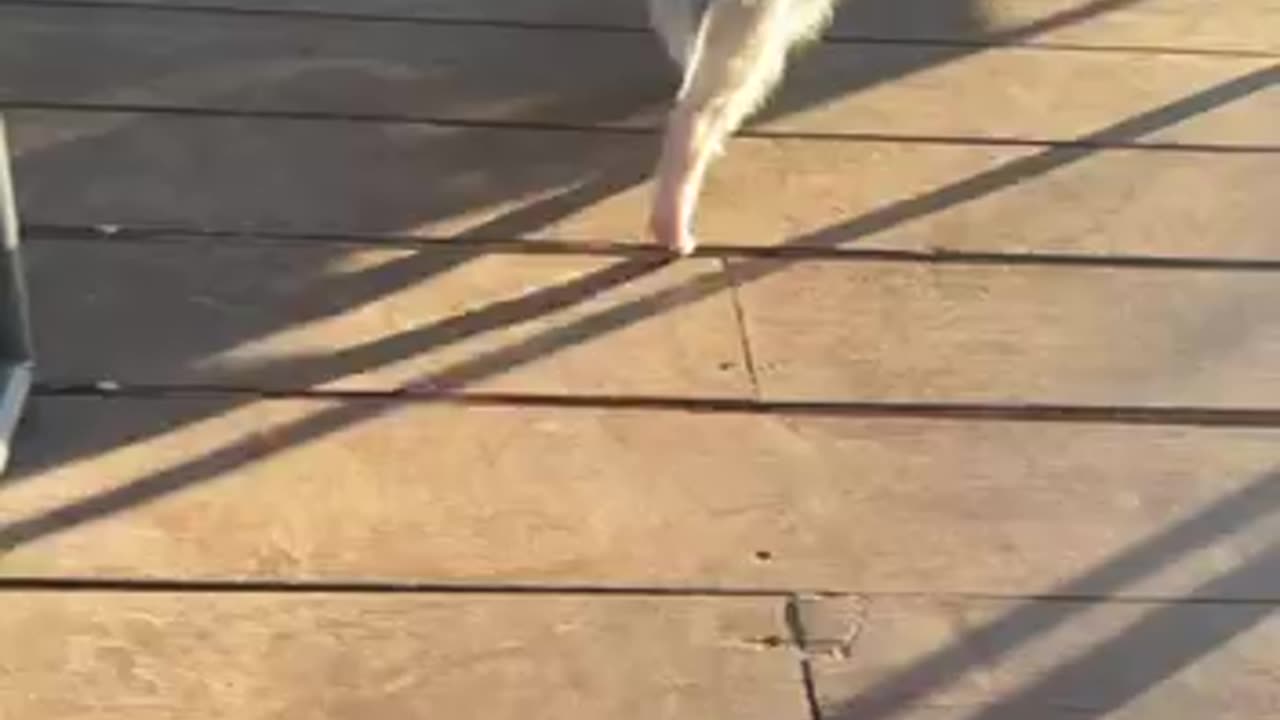 Little piglet visiting a patio