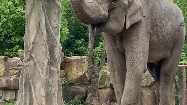 elephants