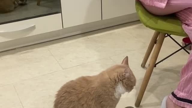 Super cute cat is hungry