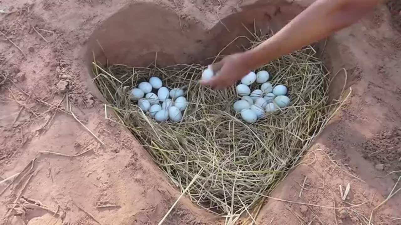 Amazing Pekin 40duckling hatching from Eggs