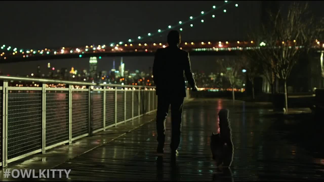 When your cat is a trained assassin (John Wick)