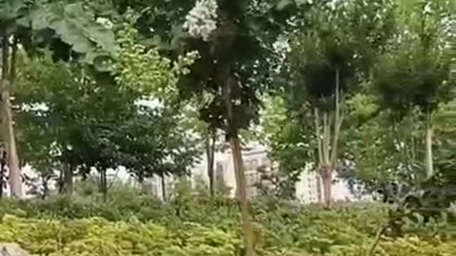 minute swaying tree, awe-inspiring