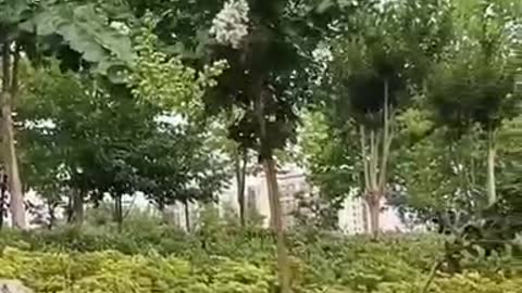 minute swaying tree, awe-inspiring