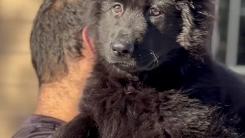 Tag someone who needs to see this! 🐕🐾💖#animals #shorts#animals #pets #viralvideo