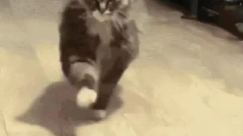 Cute Cat Gif! 🥰💗🐈
