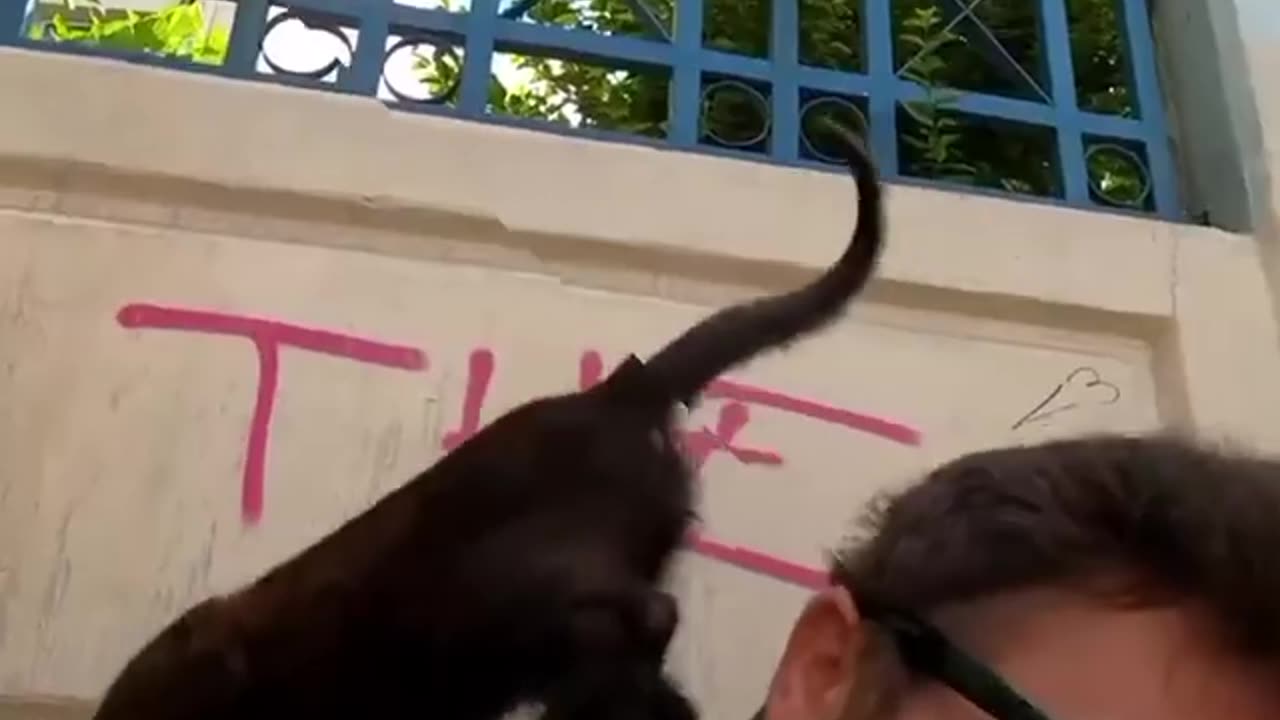 Cutie Cat