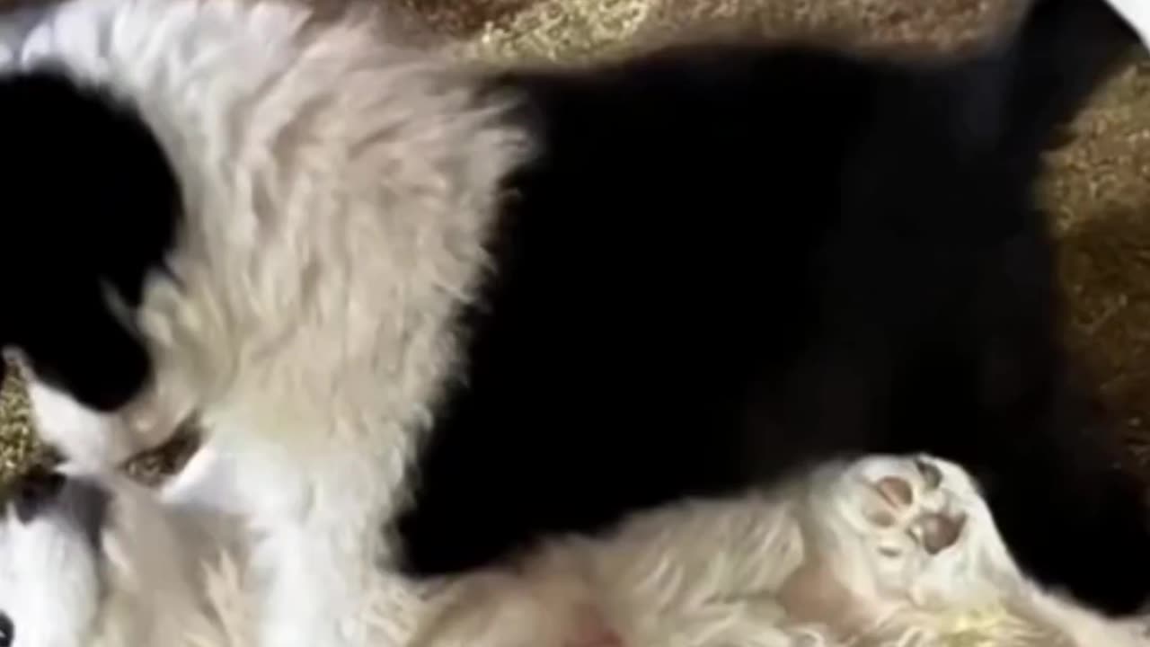 Cute Dog Video