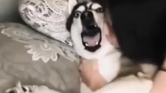 Funniest dogs