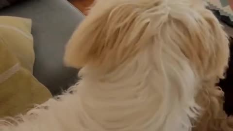 Funny dogs, you just can fall in love with them.