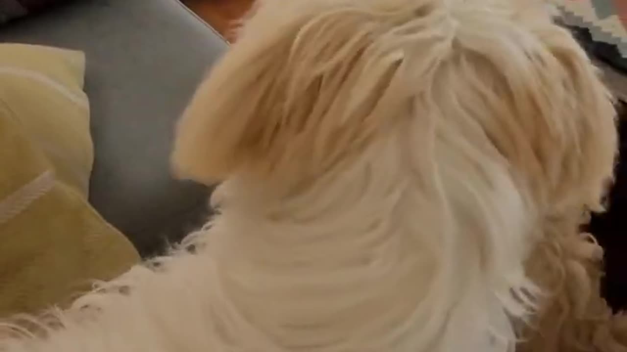 Funny dogs, you just can fall in love with them.