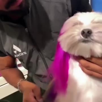 Cute pet dog hair coloring.....💜❤ #petdog #haircoloring.