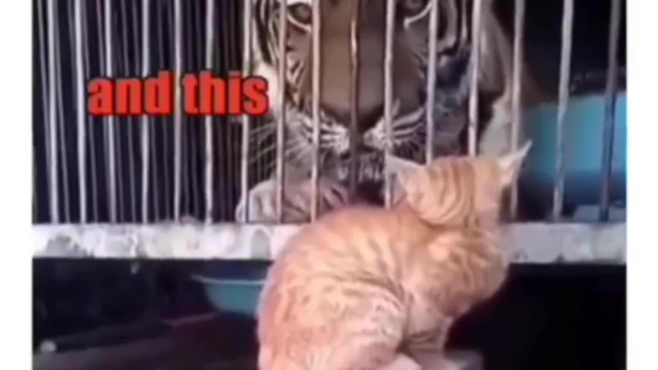 Brave cat |funny video|tranding|#short video