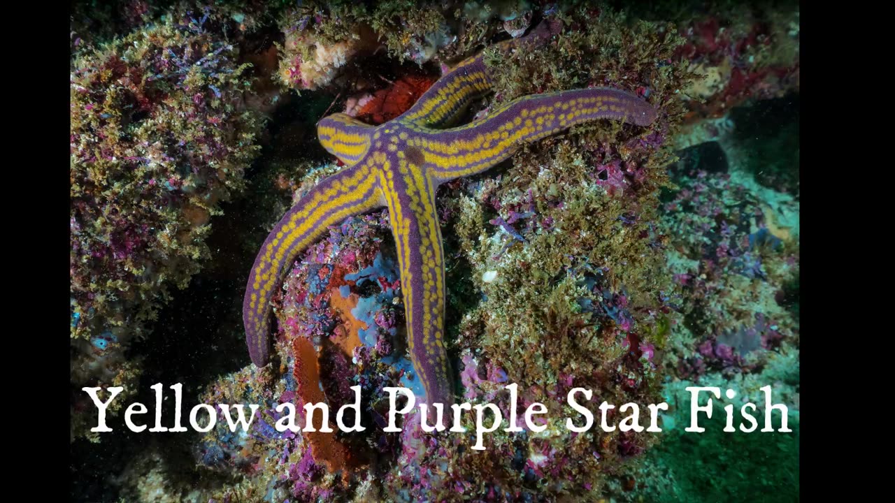 "Exploring the Vibrant World of Coral: A Fascinating Dive into Underwater Beauty"