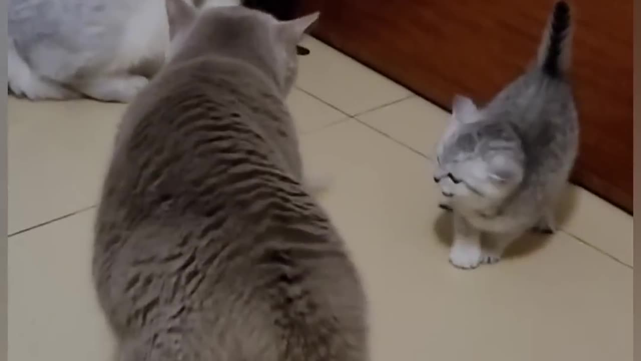 Cat fighting is funny