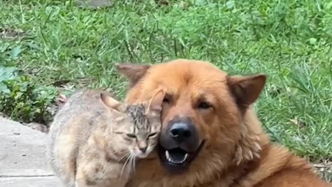friends😻