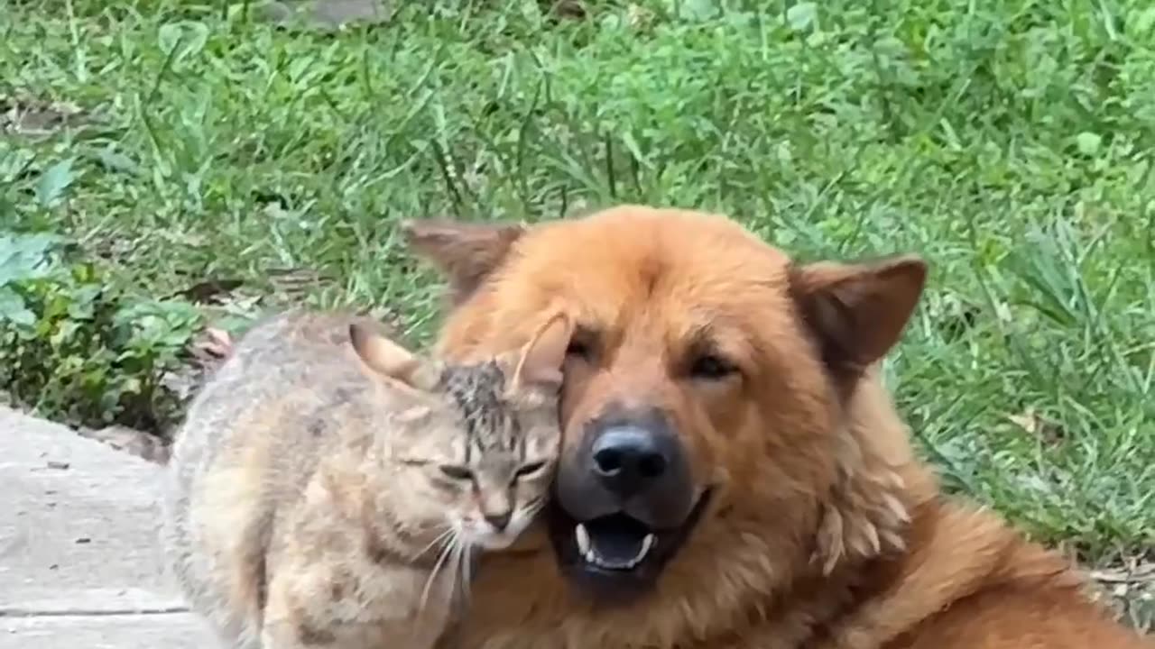 friends😻