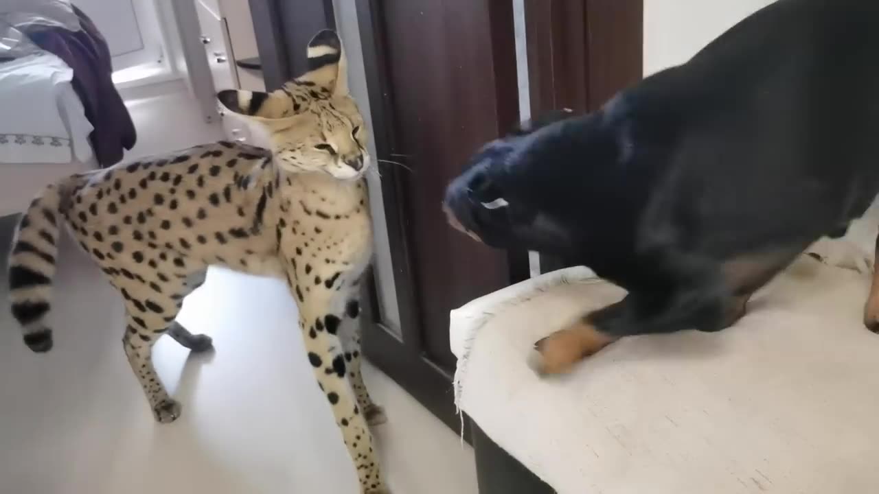 Serval and pincher sort things out (Serval meows)