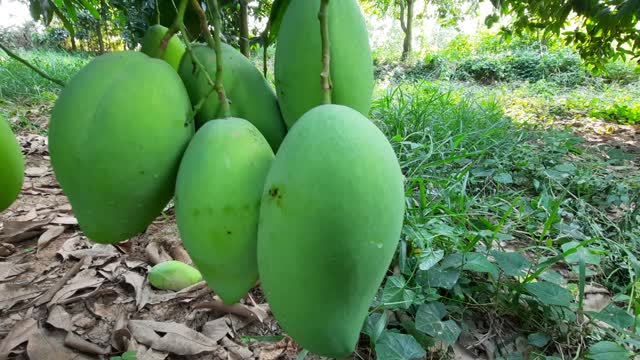 Beautiful Mango Fruit