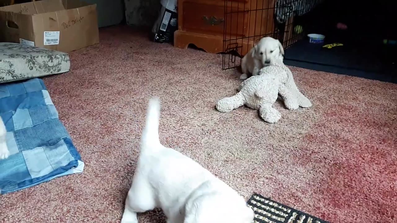 cute 5 week old puppies