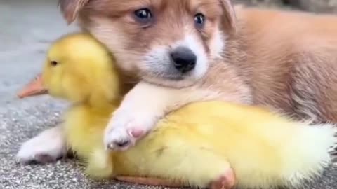 Beautiful Moment of A DOG and a littal bird.