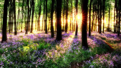 Relaxing Music | Sleeping, Meditation, Stress Relief | [6081] ⭐️