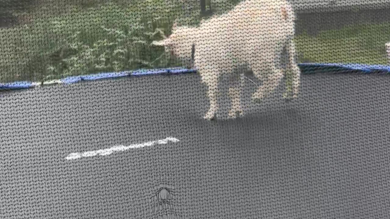 Goat Jumps On Trampoline